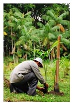 Acai Tree Planting